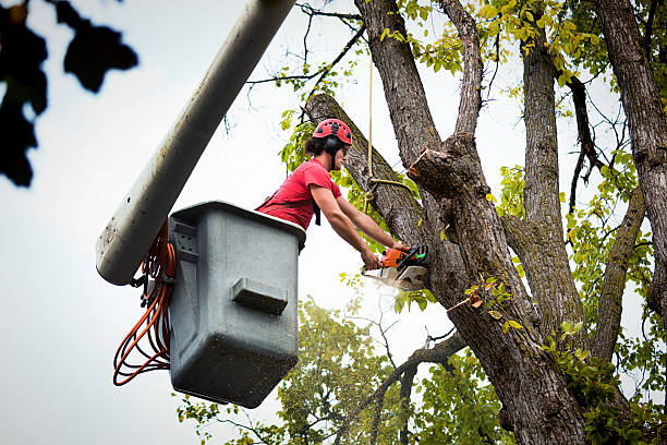 Best Tree Removal Contractors  in USA